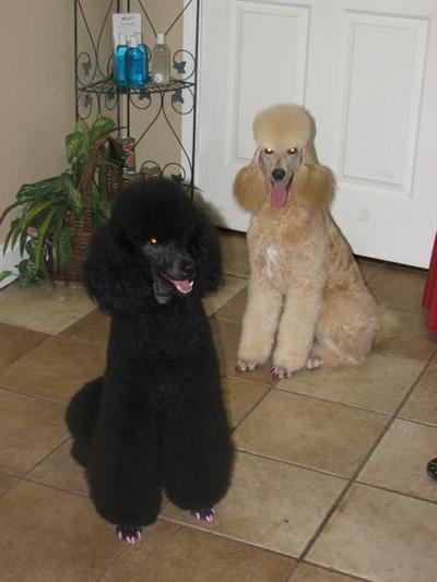 Moyen St poodle